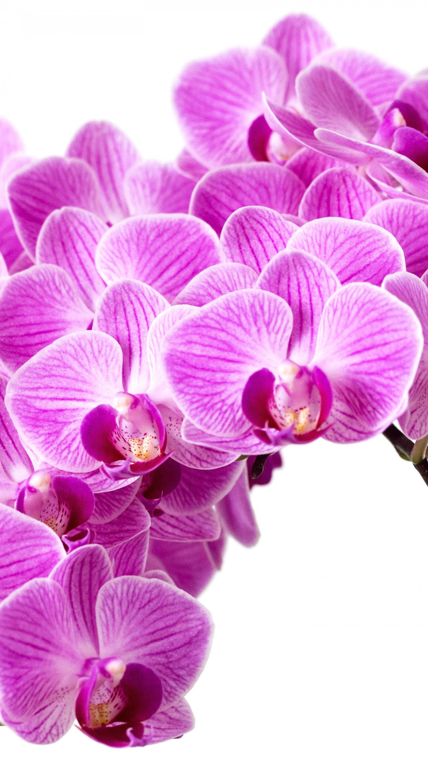 Purple Orchid Wallpaper - Mobile & Desktop Background