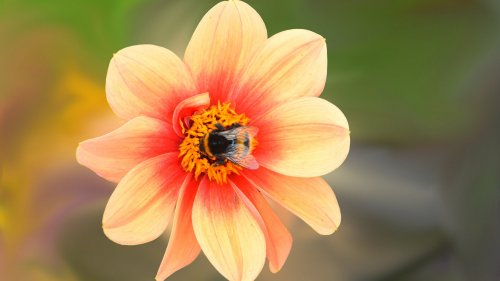 Dahlia Blossom with Bee HD Desktop Wallpaper