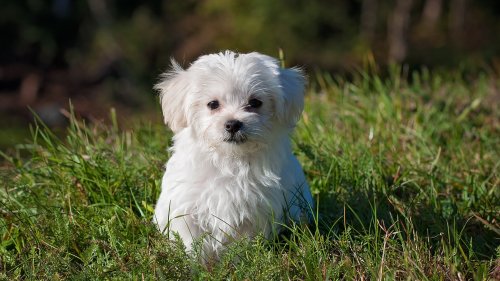 Maltese Puppy HD Desktop Wallpaper