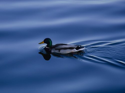 Duck on Blue Water  Wallpaper