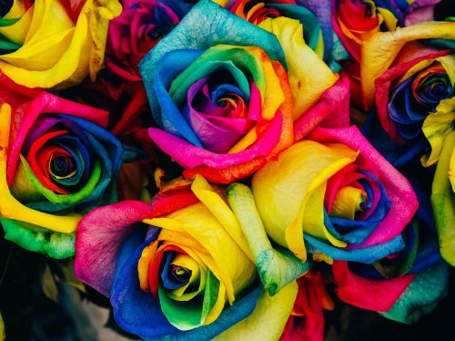 Rainbow Roses  Wallpaper