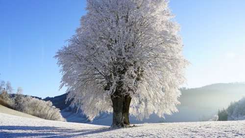 Tree in Snow HD Desktop Wallpaper