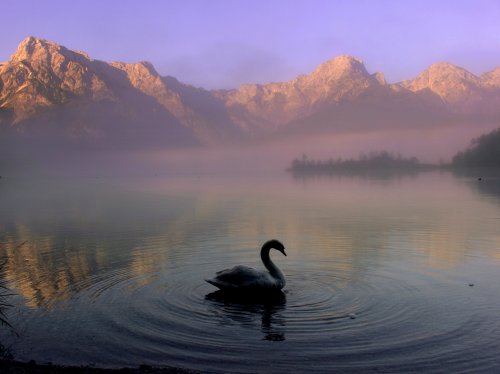 Swan in Mountain Lake  Wallpaper