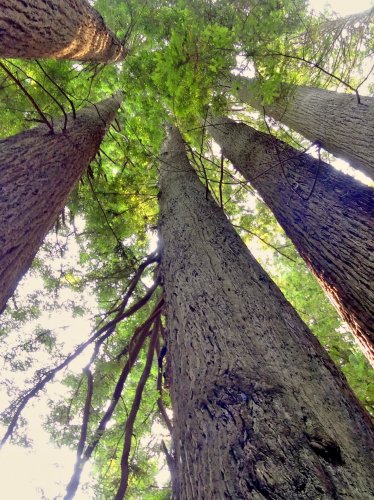 Redwood Trees iPad Wallpaper