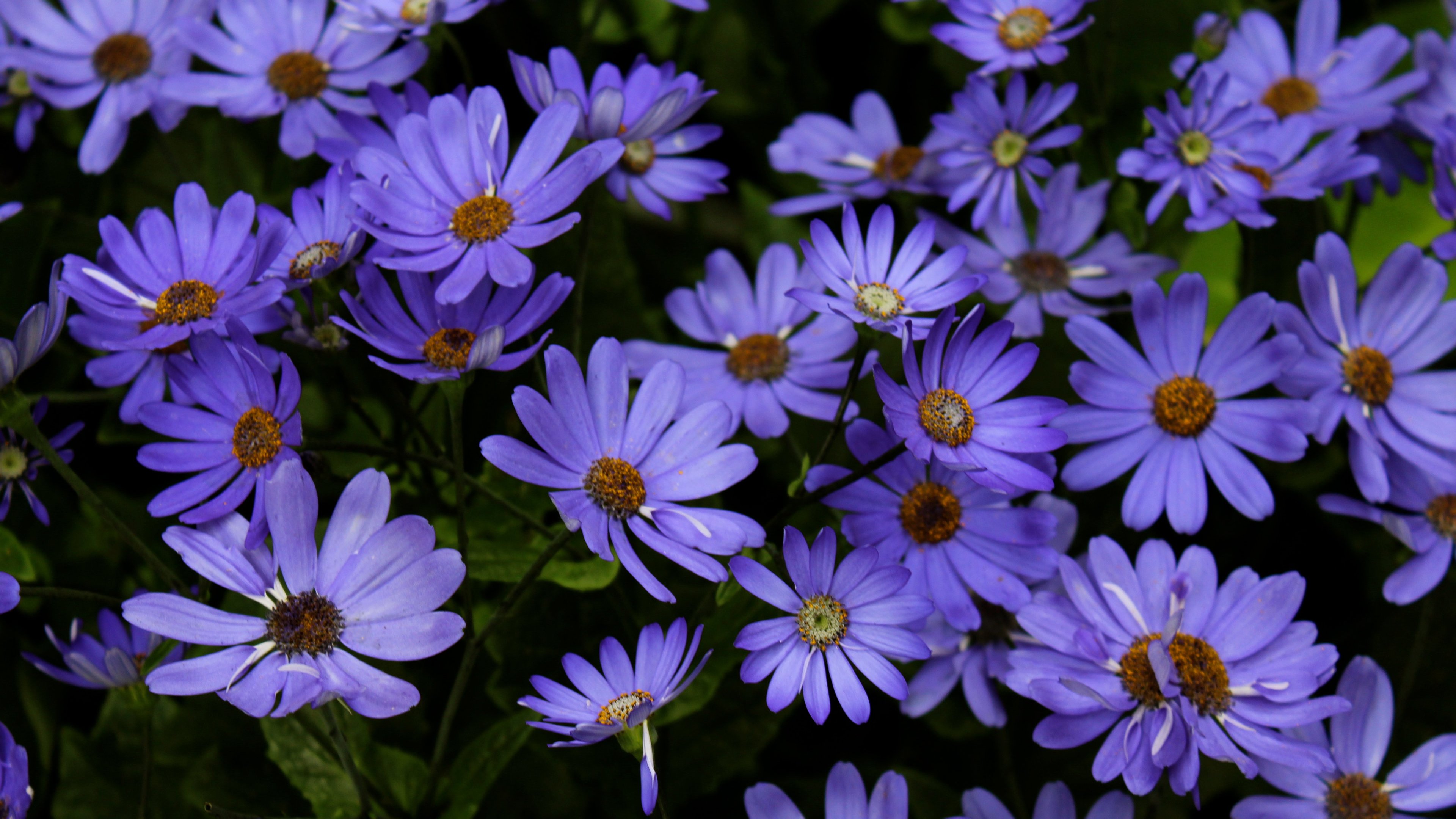 Purple Daisies Wallpaper - Mobile & Desktop Background