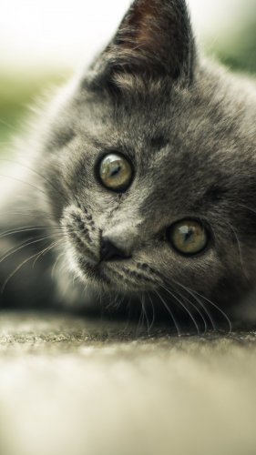Gray Kitten Mobile Wallpaper