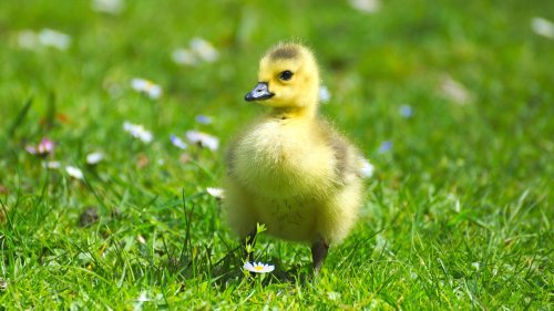 Fluffy Baby Goose