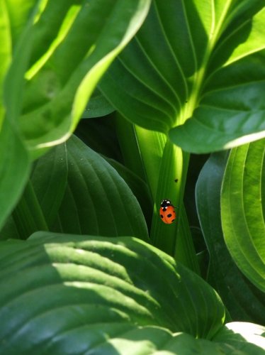 Ladybug on Leaves