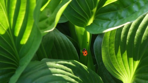 Ladybug on Leaves HD Desktop Wallpaper