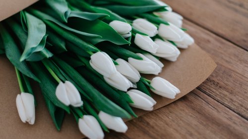 White Tulips HD Desktop Wallpaper