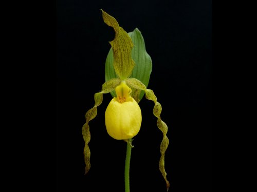Yellow Lady Slipper Orchid  Wallpaper