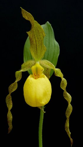 Yellow Lady Slipper Orchid Tablet Wallpaper