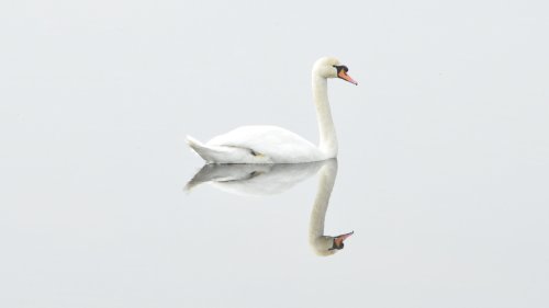 White Swan on Water HD Desktop Wallpaper