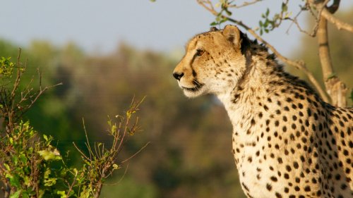 Cheetah HD Desktop Wallpaper