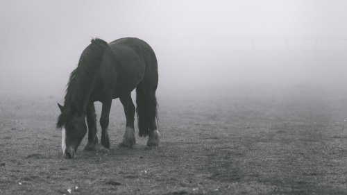 Horse in Fog HD Desktop Wallpaper