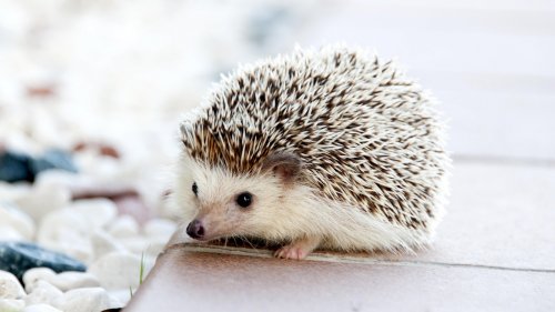 Adorable Hedgehog HD Desktop Wallpaper