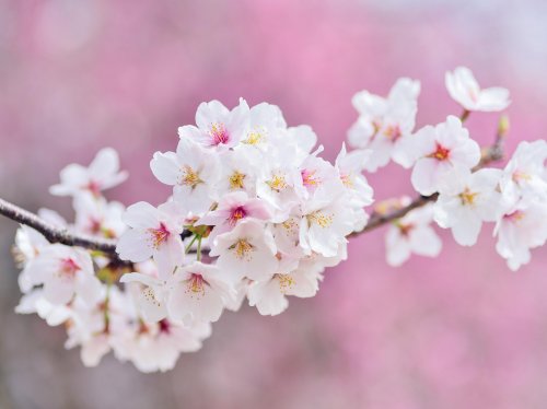 Spring Blossoms  Wallpaper