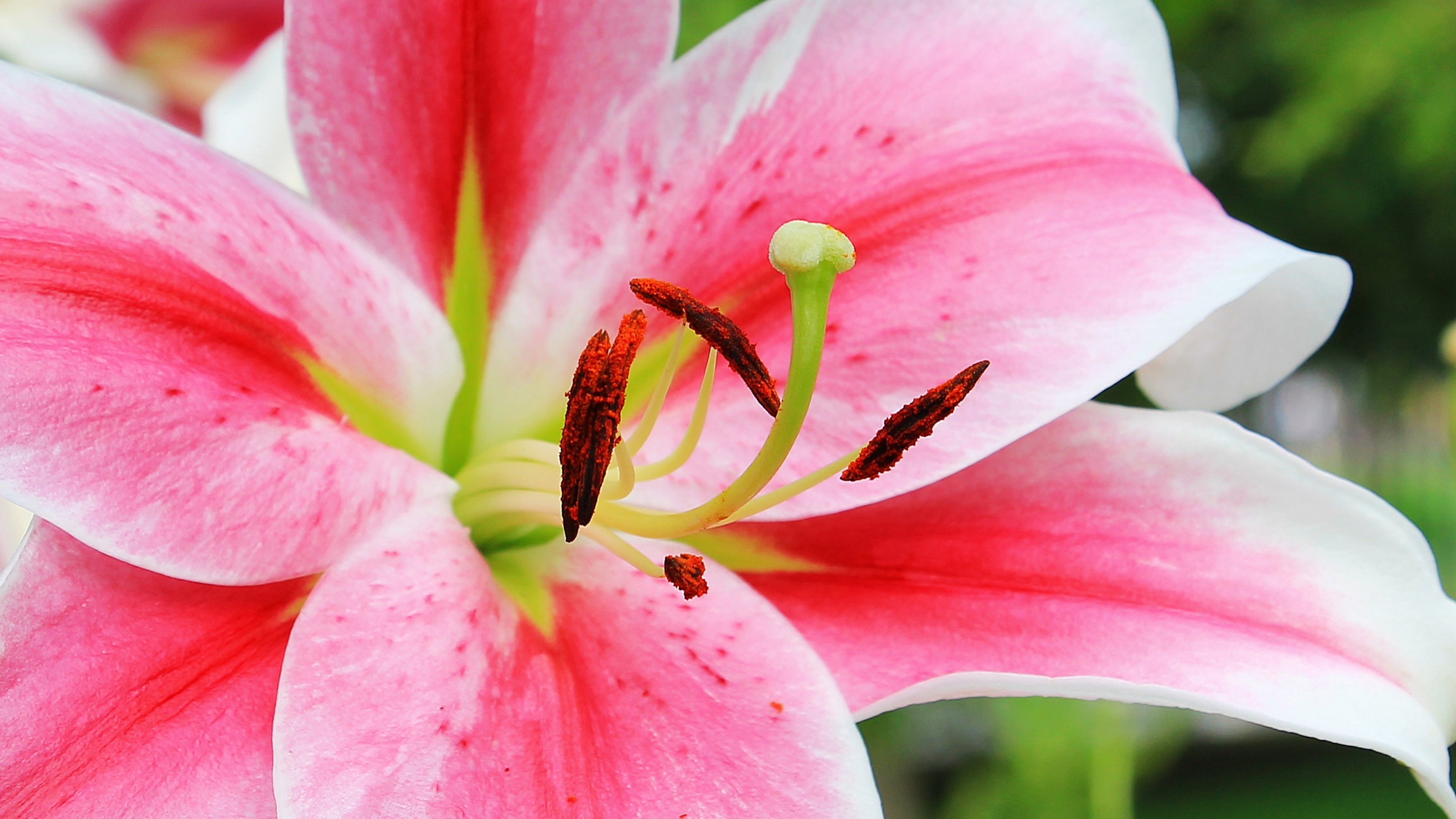 Pink Stargazer Lily Wallpaper Mobile & Desktop Background