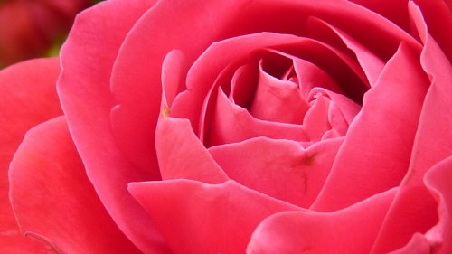 Bright Pink Rose Closeup