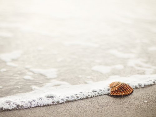 Shell on Beach  Wallpaper
