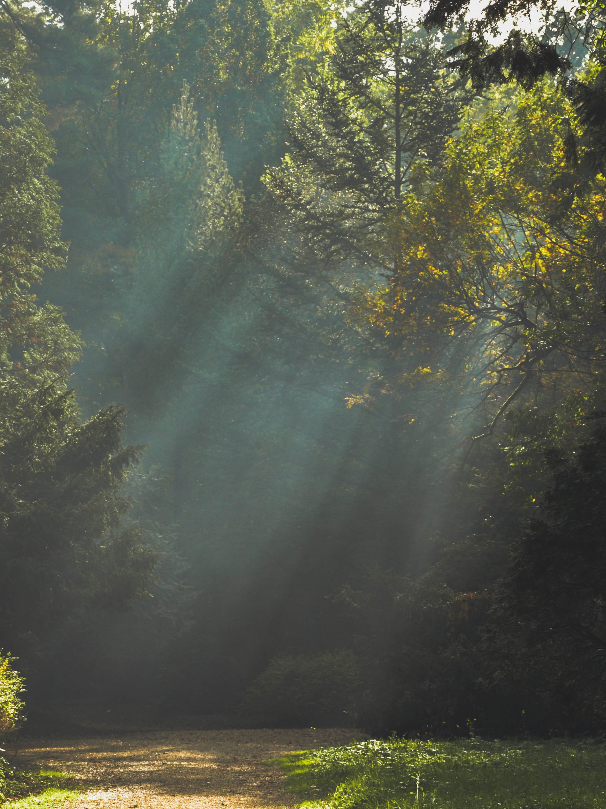 Light Coming Through the Trees Wallpaper Mobile & Desktop Background