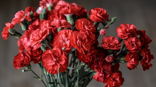 Red Carnations Wallpaper
