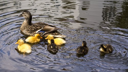 Ducklings on Water HD Desktop Wallpaper