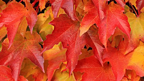 Red Maple Leaves HD Desktop Wallpaper
