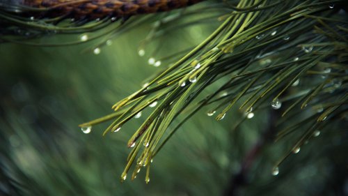 Dew on Pine Tree HD Desktop Wallpaper