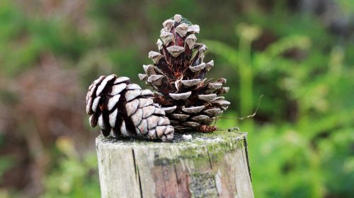 Fence Post Pine Cones