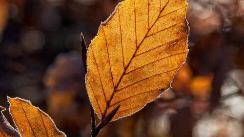 Dried Leaf in the Light HD Desktop Wallpaper