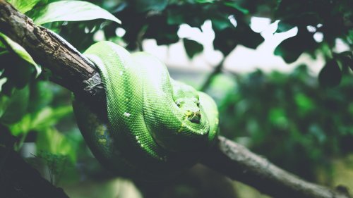 Tree Snake HD Desktop Wallpaper