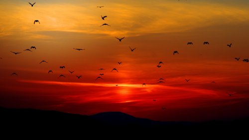 Birds in Sunset HD Desktop Wallpaper
