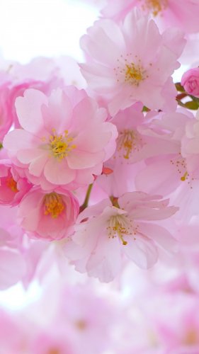 Cherry Blossom Tablet Wallpaper