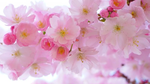 Cherry Blossom HD Desktop Wallpaper