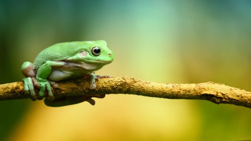 Green Frog HD Desktop Wallpaper