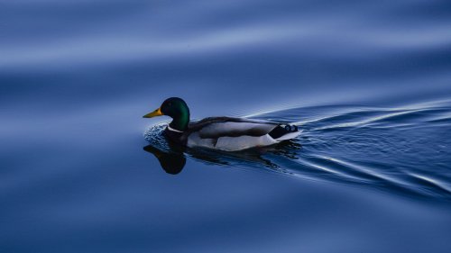 Duck on Blue Water HD Desktop Wallpaper