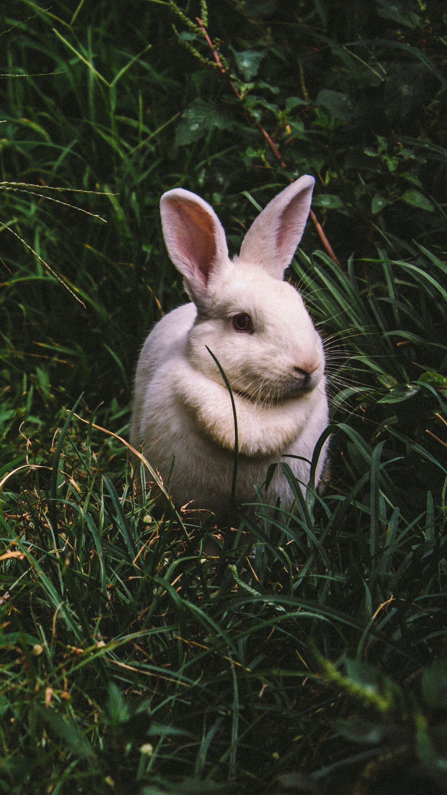 White Rabbit Wallpaper - Mobile & Desktop Background