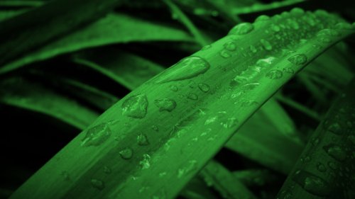 Raindrops on Grass HD Desktop Wallpaper