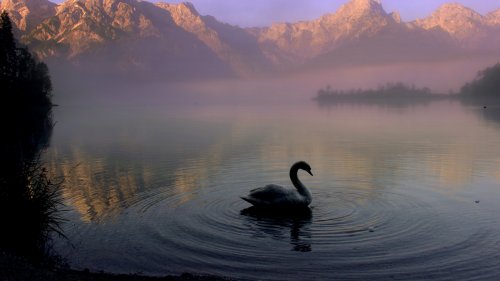 Swan in Mountain Lake HD Desktop Wallpaper
