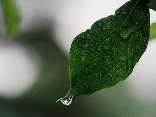 Drops of Water on Leaf