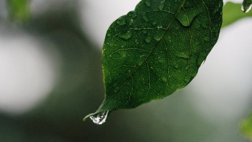Drops of Water on Leaf HD Desktop Wallpaper