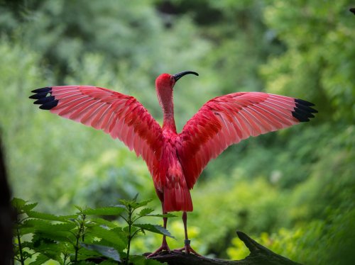Scarlet Ibis Spreading Its Wings