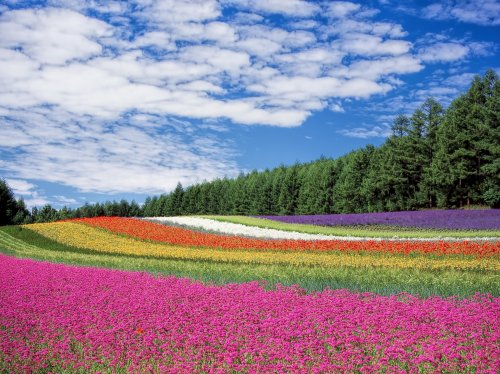 Field of Flowers  Wallpaper