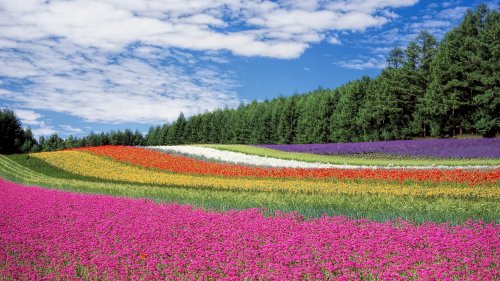 Field of Flowers HD Desktop Wallpaper