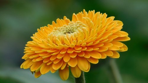 Orange Gerbera Flower HD Desktop Wallpaper