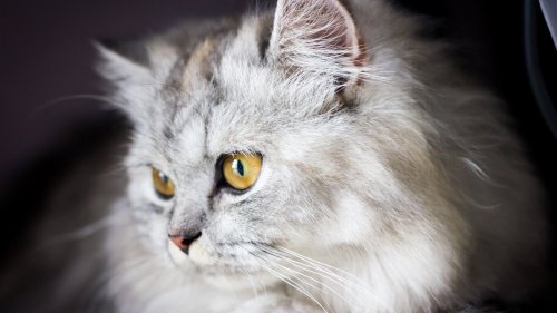 White and Gray Cat Wallpaper
