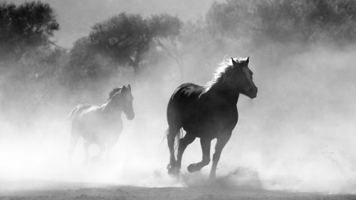 Horses in the Mist HD Desktop Wallpaper