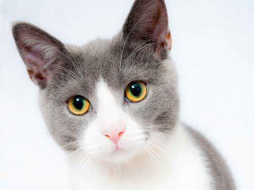 Grey and White Cat  Wallpaper
