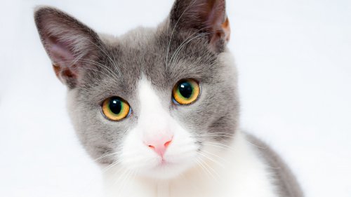 Grey and White Cat HD Desktop Wallpaper